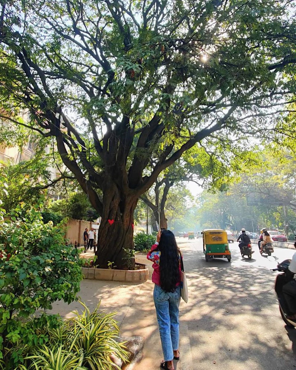 pavithr59283819's tweet photo. Trees are crucial for a livable city. We can't sacrifice them for temporary traffic relief.

Provide incentives for citizens and organizations who take steps to protect and preserve trees in their communities.

#FlyoverYaake https://t.co/QJB8TSAD4M