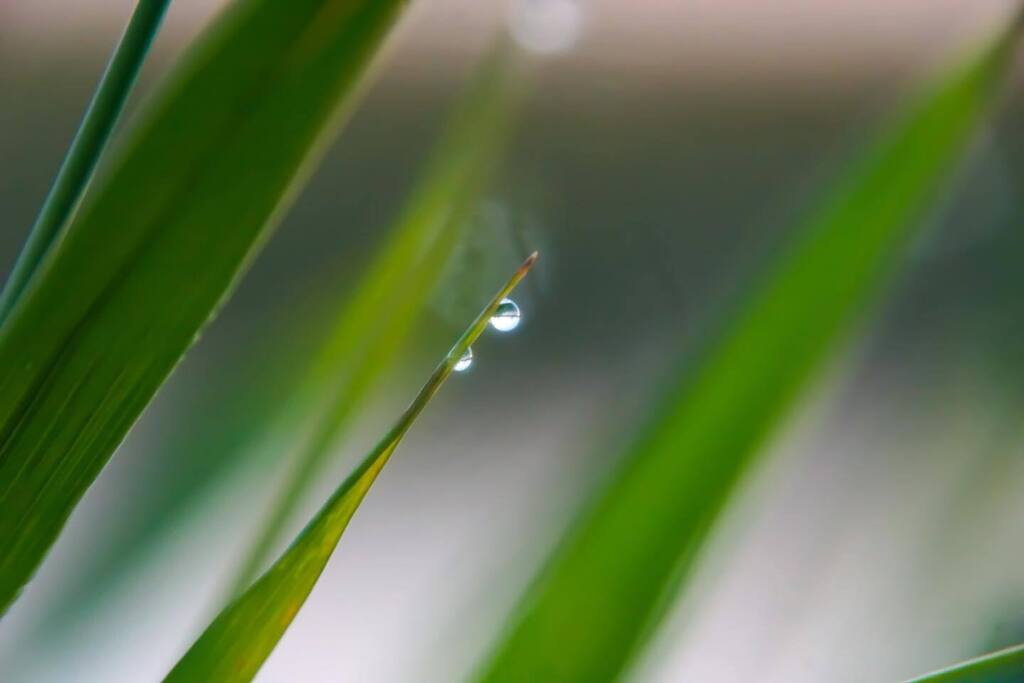 Together Through the Fog . . . . . . #macro #mistydawnseidel #dewdrops #together #itsokaynottobeokay #theresalwaysthatonefriend instagr.am/p/Cnqj_GHsAYu/