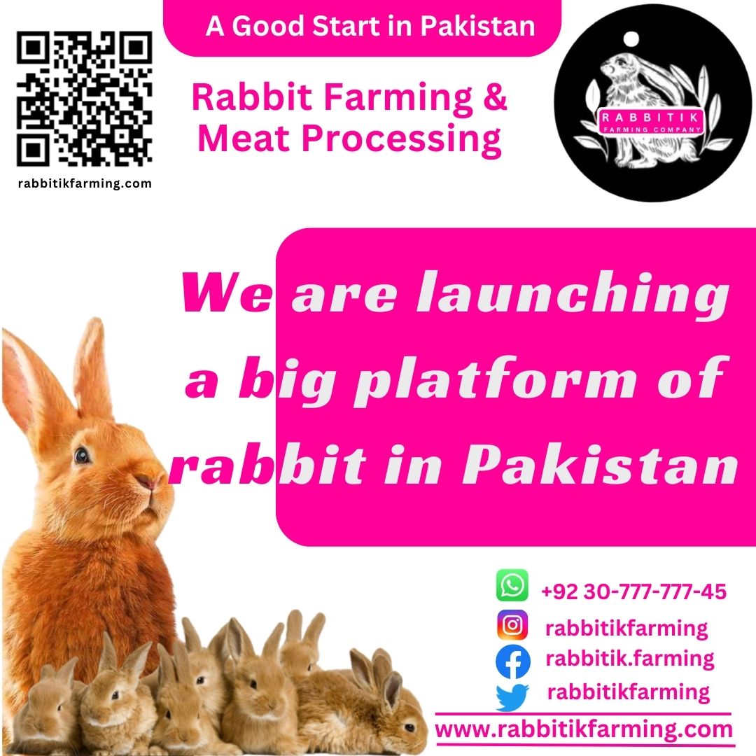 Rabbitik Farming tweet media