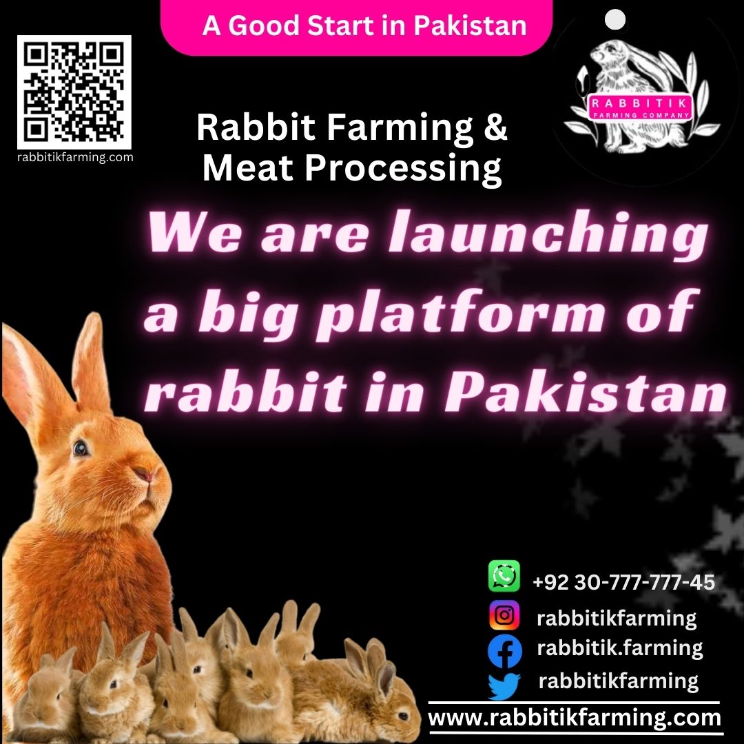 Rabbitik Farming tweet media