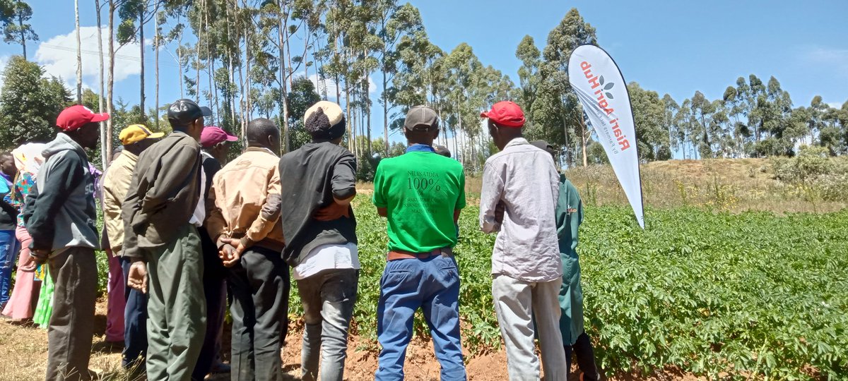 RiariAgriHub's tweet photo. Potato farmers from Nyandarua County attended our field day in Mawingu, Tumaini.
We enjoyed learning and interacting with farmers in the demo farm.
Partners present were @KephisKe @NyandaruaCG018 
Thank you for honouring our invitation.
#ByFarmersForFarmers
#CertifiedSeedPotatoes https://t.co/8xU5VosCZ8