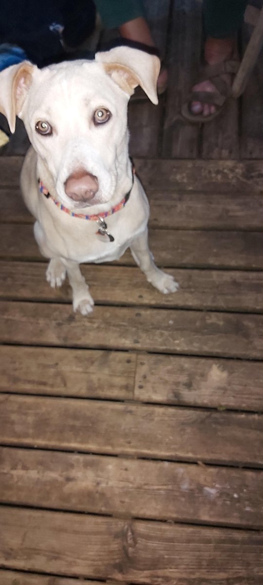 SandyProcter's tweet image. My boi    Blaze   Gotcha Day today  2 yrs for another 2 hrs.  . @CdnMan2  Hi Norman!