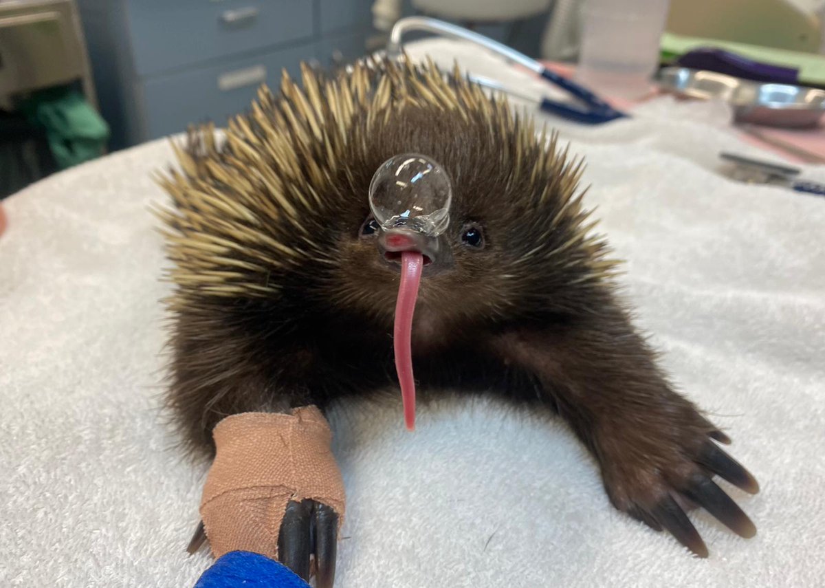 CSIRO's tweet image. While other animals sweat or pant to stay cool, echidnas have other ideas. ☀

Turns out echidnas blow snot bubbles and perform belly flops.

Spotted an echidna recently? Record your sighting with the Echidna CSI app: spr.ly/60183kYQ8

📹 | @tarongazoo 
🗞 | @abcnews