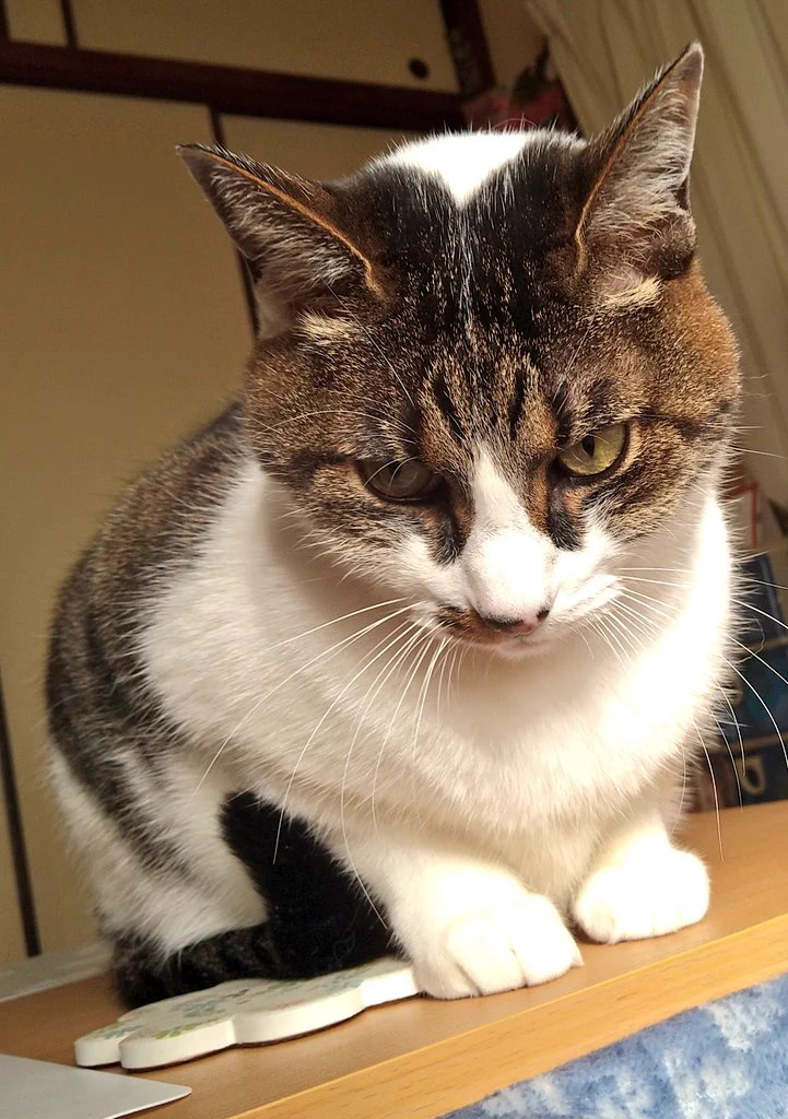 呼んだ？
※キジ白♂（名前:テト）  