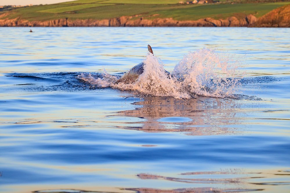 Coming though! 

Bottlenose dolphins usually prefer to swim at slow speeds, about 2 mph, however they can reach speeds of over 30 mph for short periods! 

#bottlenosedolphin #cardiganbay #wildlifephotography #wildlifeboattrips #visitwales #visitceredigio… instagr.am/p/Cnq7HdnDQx9/