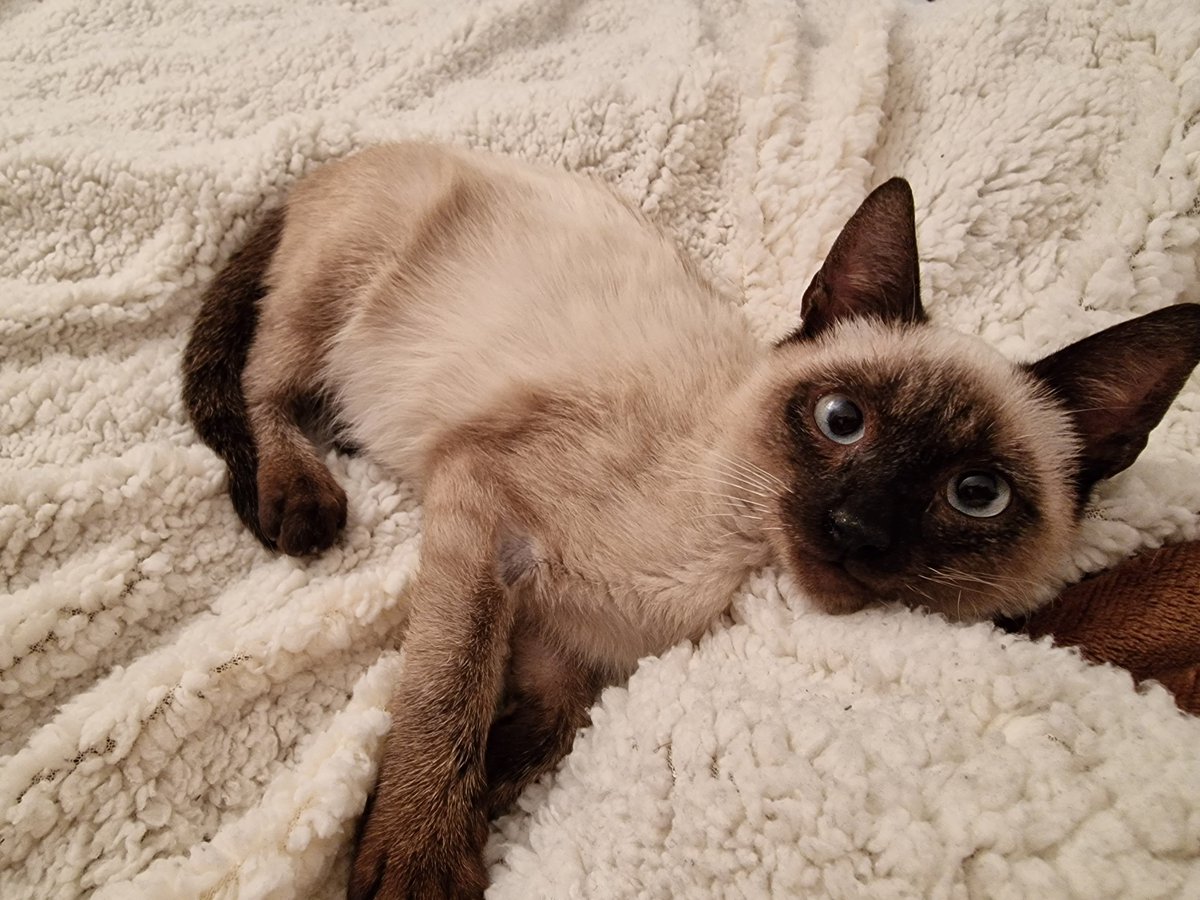 david23191's tweet photo. Os presento al nuevo miembro de la familia 🐱
Se llama Capuchino, un siamés de poco más de dos mesecitos 🥰 https://t.co/H9Y2pXZqiW