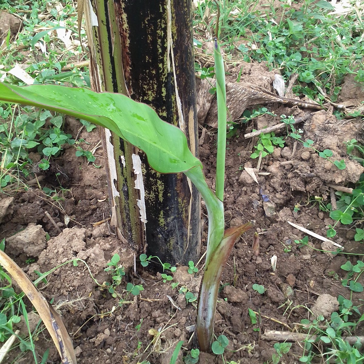 ChildgoFoundat1's tweet photo. Food security is key in ensuring survival of wildlife.
#communityempowerment
#Demonstrationgardens
#gorillaconservation
https://t.co/nBmB82xbC7 https://t.co/T3a9tXY35z