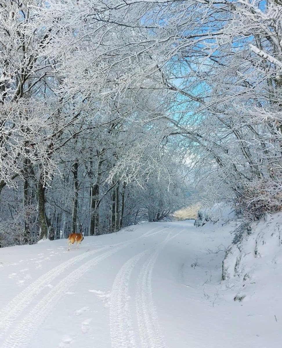 visit_lazio's tweet photo. La magia della neve sul Monte Scalambra.
Siamo nel comune di #Serrone in provincia di Frosinone. Un paesaggio fiabesco ci accompagna alla scoperta di questo bellissimo luogo.
Ci siete mai stati?
IG loscalambranelcuore
#VisitLazio #LazioEternaScoperta #LazioIsMe https://t.co/w4YEifLpoy
