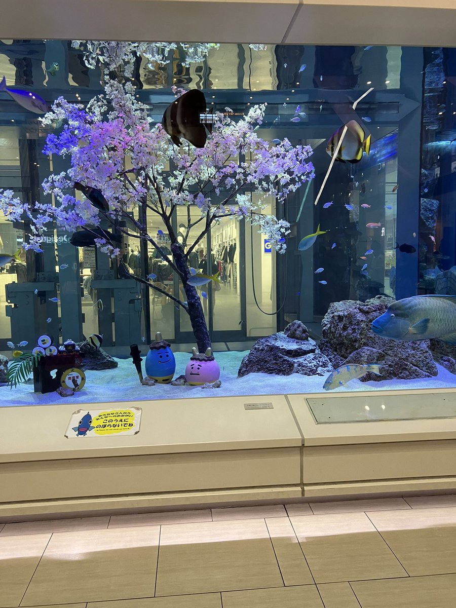 riputonrobot's tweet photo. 沖縄ライカム水槽の中に桜咲いてます🌸 https://t.co/UwS4hqQ52m