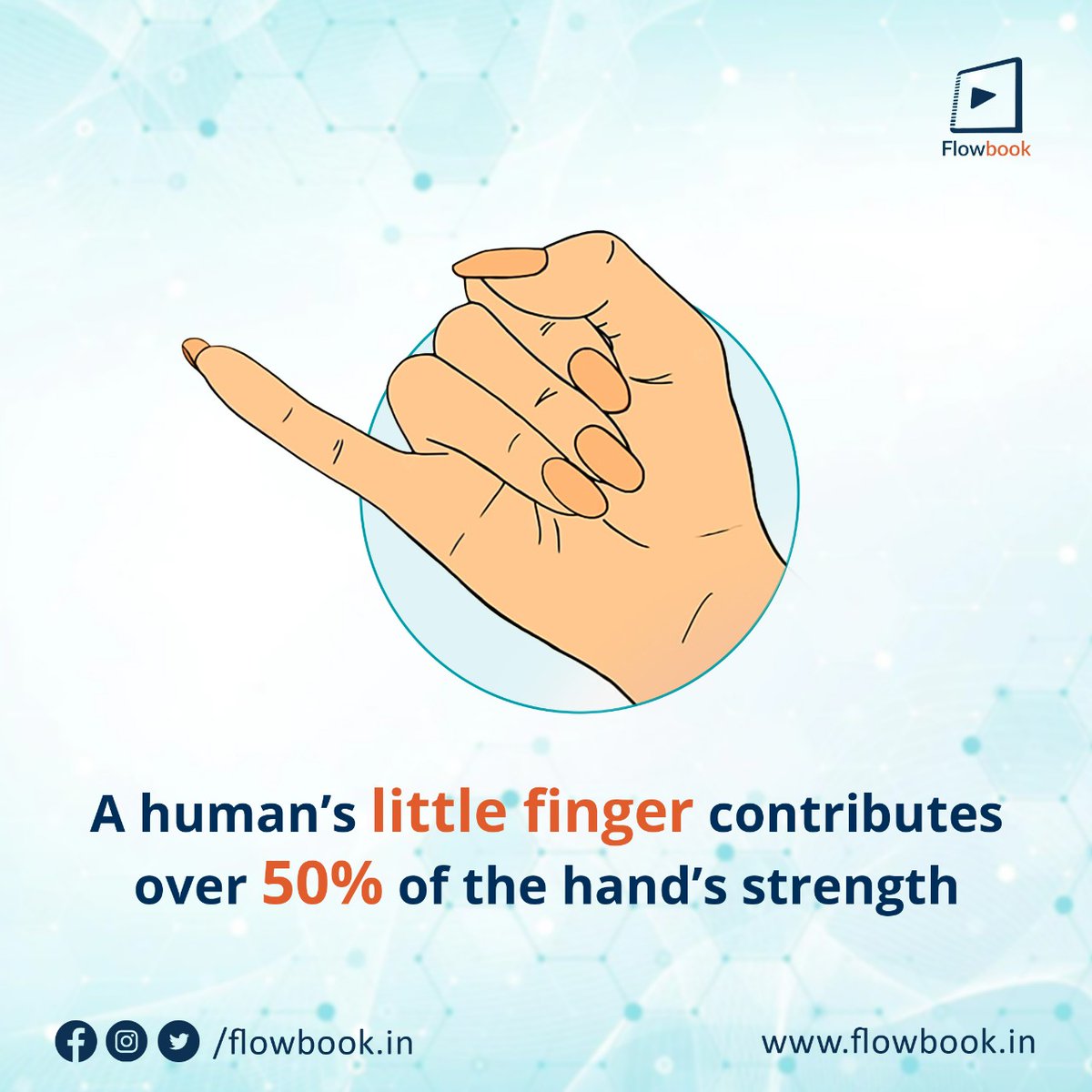 FlowbookIn's tweet image. Surprisingly enough, the last finger in your hand helps your thumb to pinch and gives power to the ring, middle and index finger.

For more such facts, follow now! 

#Flowbook #Biology #FunFacts #Educational #DidYouKnow #HumanHand #Knowledge #CBSE #ICSE #FunFacts