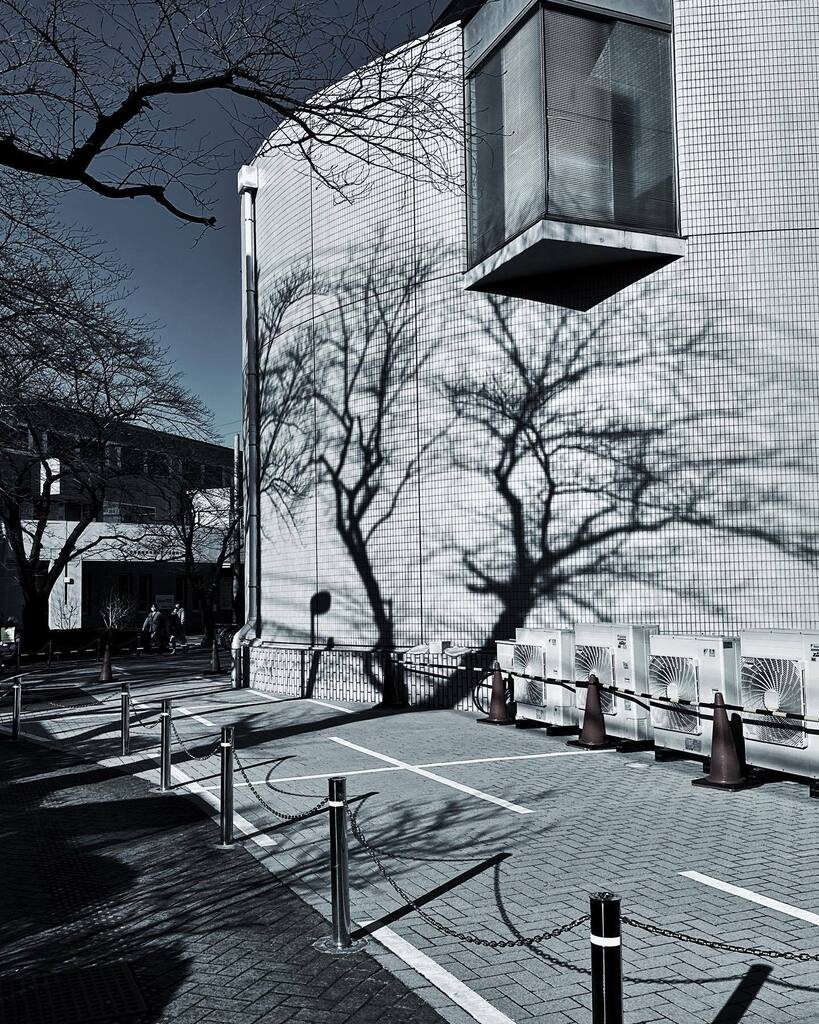 k_hayashida's tweet photo. 昨日は今年最初の青砥通い。この時期、ここの壁に現れる樹の大きな影を眺めながら歩くのは結構好き。(仕事行く途中だけど) #shapesandpatterns #silhouette #ordinaryday #oneday https://t.co/dU2RSuM4iM https://t.co/hBb021MzXK