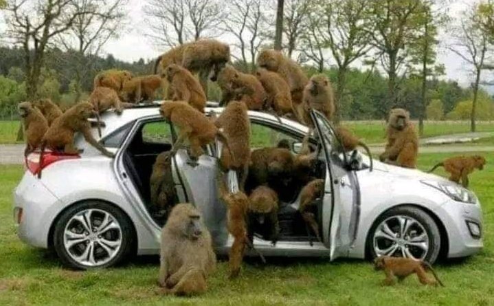 RealbernardJR's tweet photo. They took over the car but could not drive it, this is now t about the car , this is ANC from 1994
#ArthurSetsTheRecordStraight 
#ArthurMafokate 
#OperationDudula https://t.co/HNGp1pNykk
