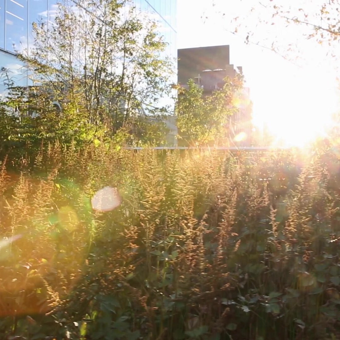 LWE_Hub's tweet photo. Discover the #gardendesign practices and teaching of Piet Oudolf
Join Piet Oudolf Gardens online course online today: https://t.co/B4pjJvbTDC
#planting #plants #perennials #newperennial #newyorkhighline #hummelo #learningwithexperts #gardening #vlinderhof #pietoudolf https://t.co/MM1fgWgToY