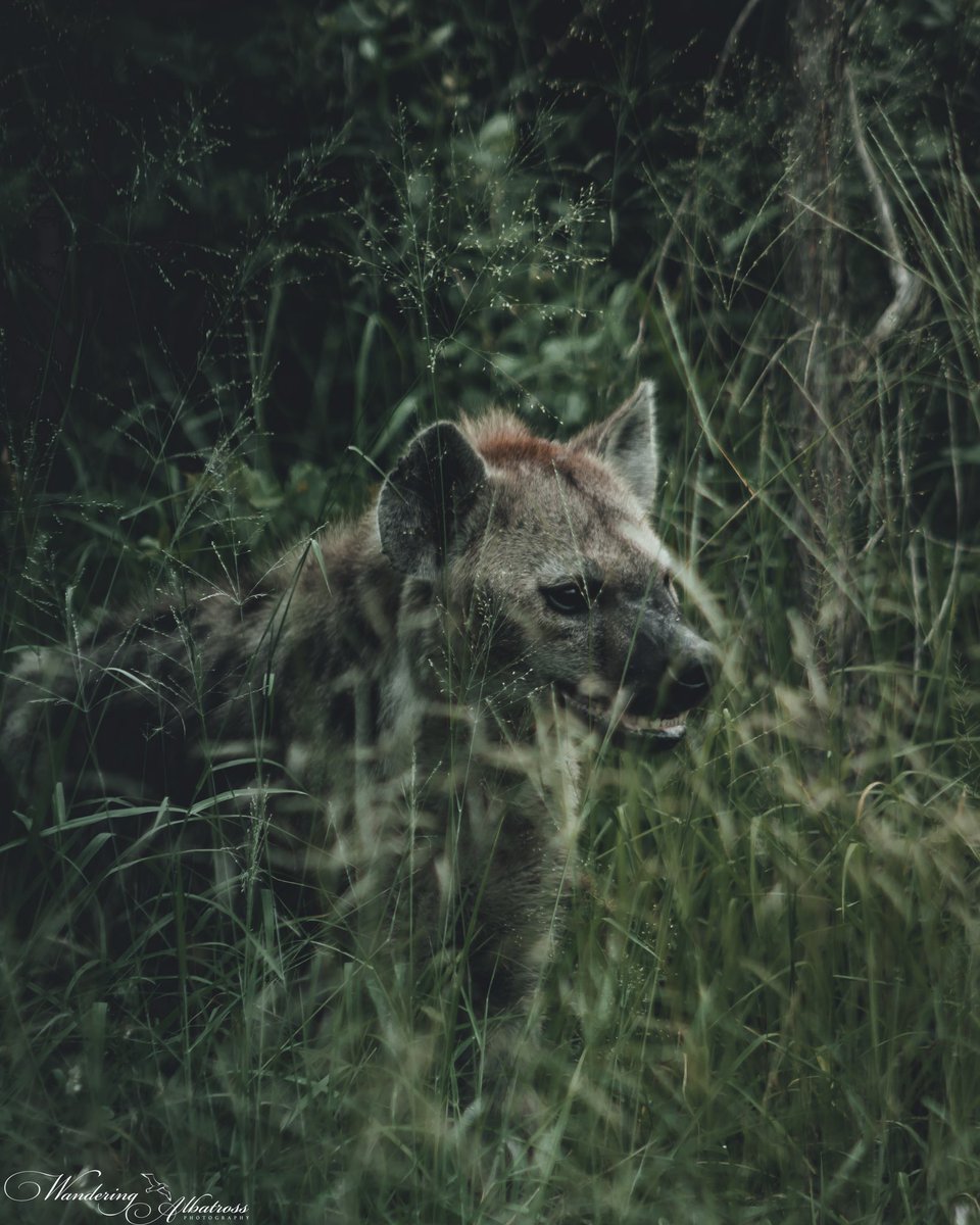 ARouxSA's tweet photo. Hyena’s have one of the strongest bite force in the animal kingdom due to the shape of the skull, they also have special acids in their stomach enabling them to digest bones and most parts of their prey🙌🏻                                                       #SonyAlpha #wildlife https://t.co/eyRebMvmKR