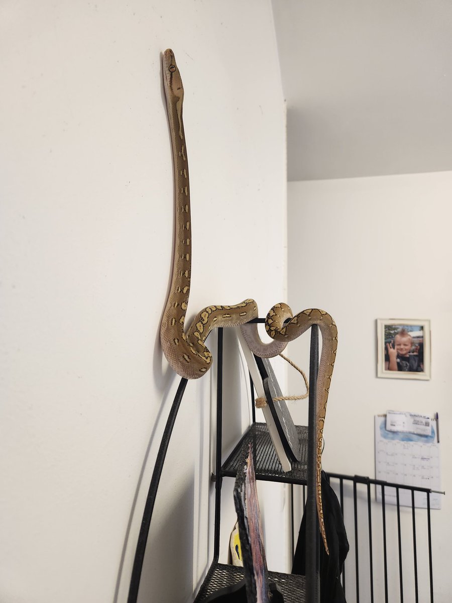 SnakeyJs's tweet image. 62.5% SD phantom 100% het snow.
Out for a little playtime 🥰
#superdwarfretic #reticulatedpython #retic #snakesofinstagram #reptiles #snake #superdwarf #snakes #reptilesofinstagram #python #reticsofinstagram #reptile #reticulatedpythons #superdwarfreticulatedpython #pythons