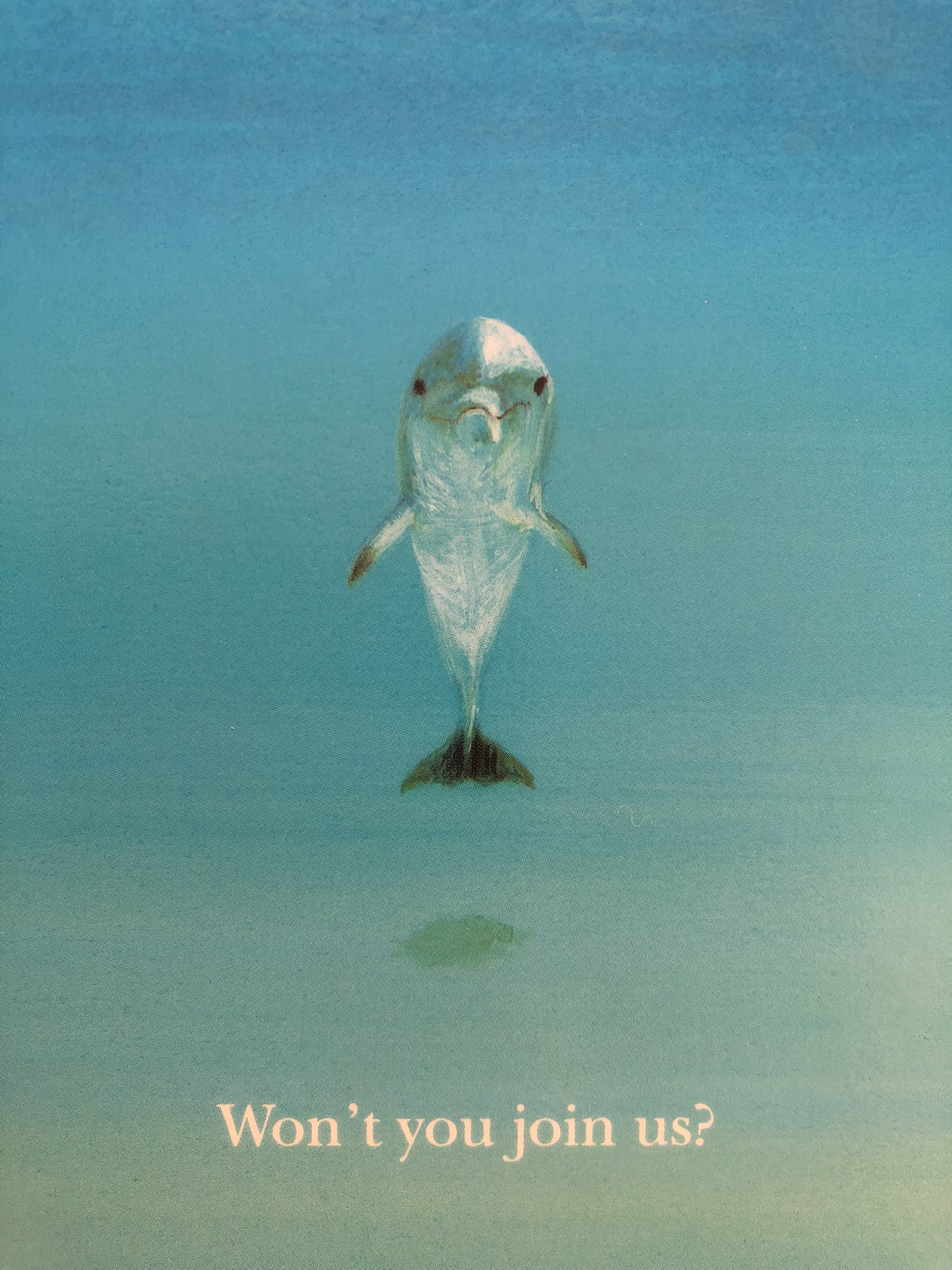 装飾 葉祥明 イルカの星 イルカの星 - Search / X