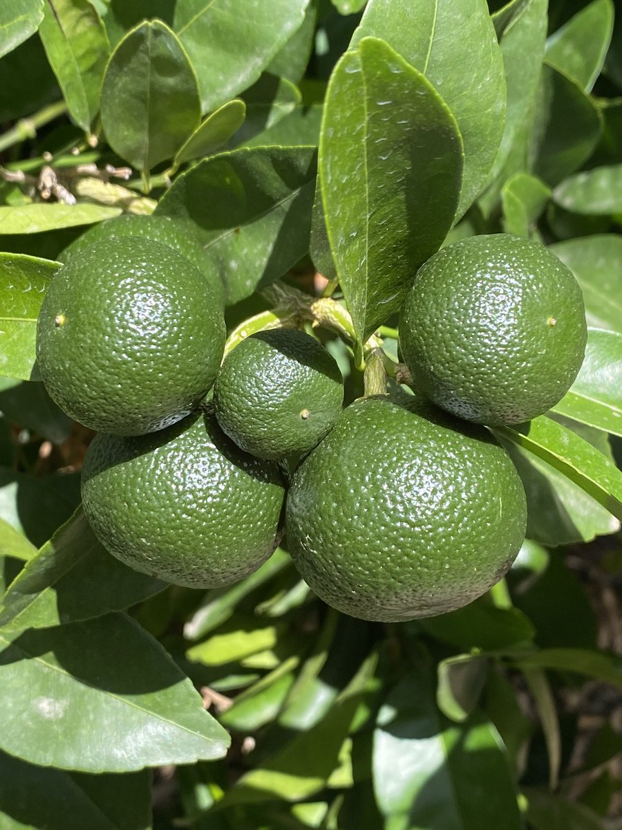 JacquesFouche2's tweet photo. Most of the times a cluster contains a small fruit that wont make export quality. https://t.co/O9tsbWSaer