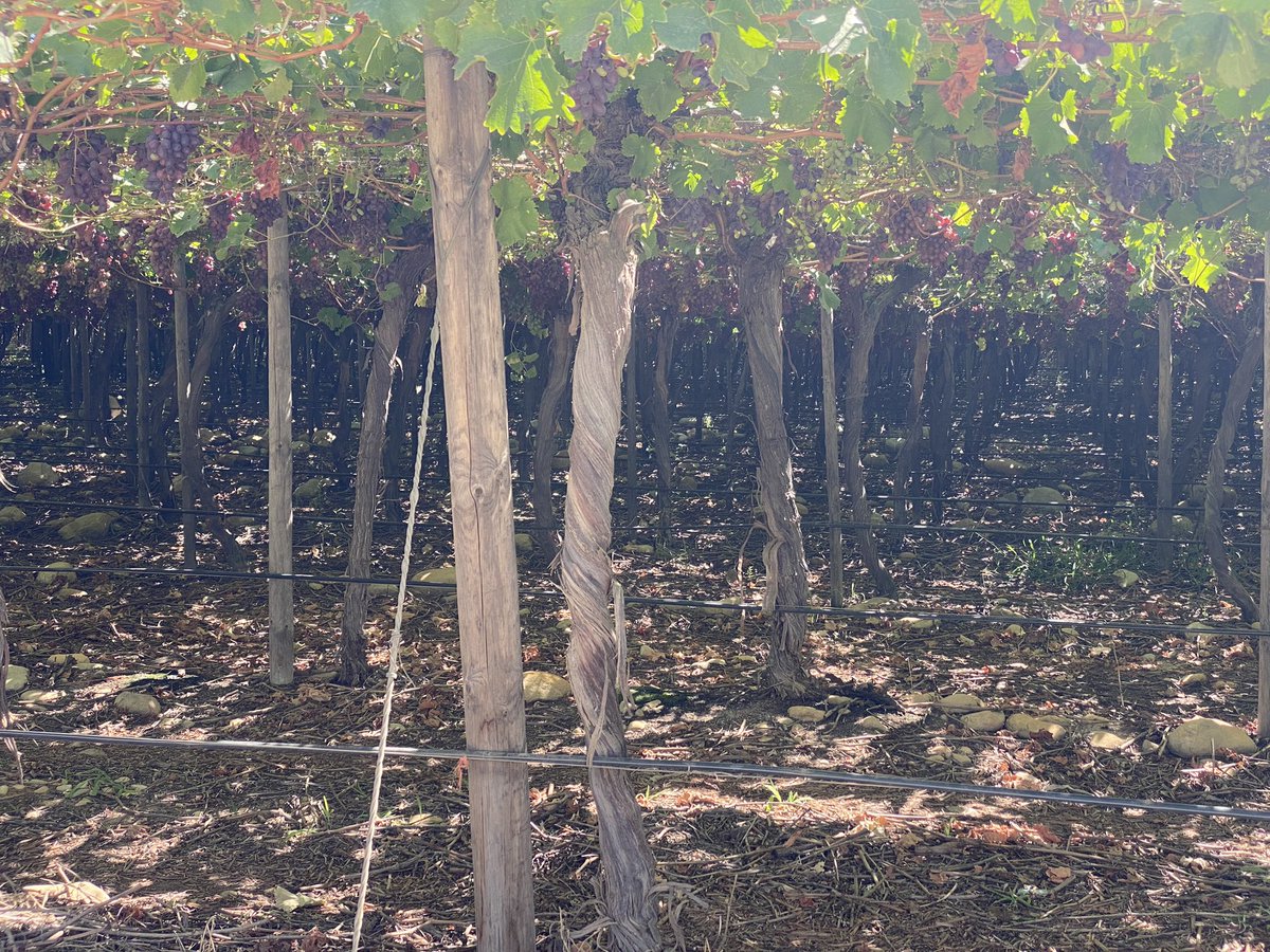 JacquesFouche2's tweet photo. Light interception = yield. Nearly completely shaded below the canopy. https://t.co/Xdn0yPeRvh
