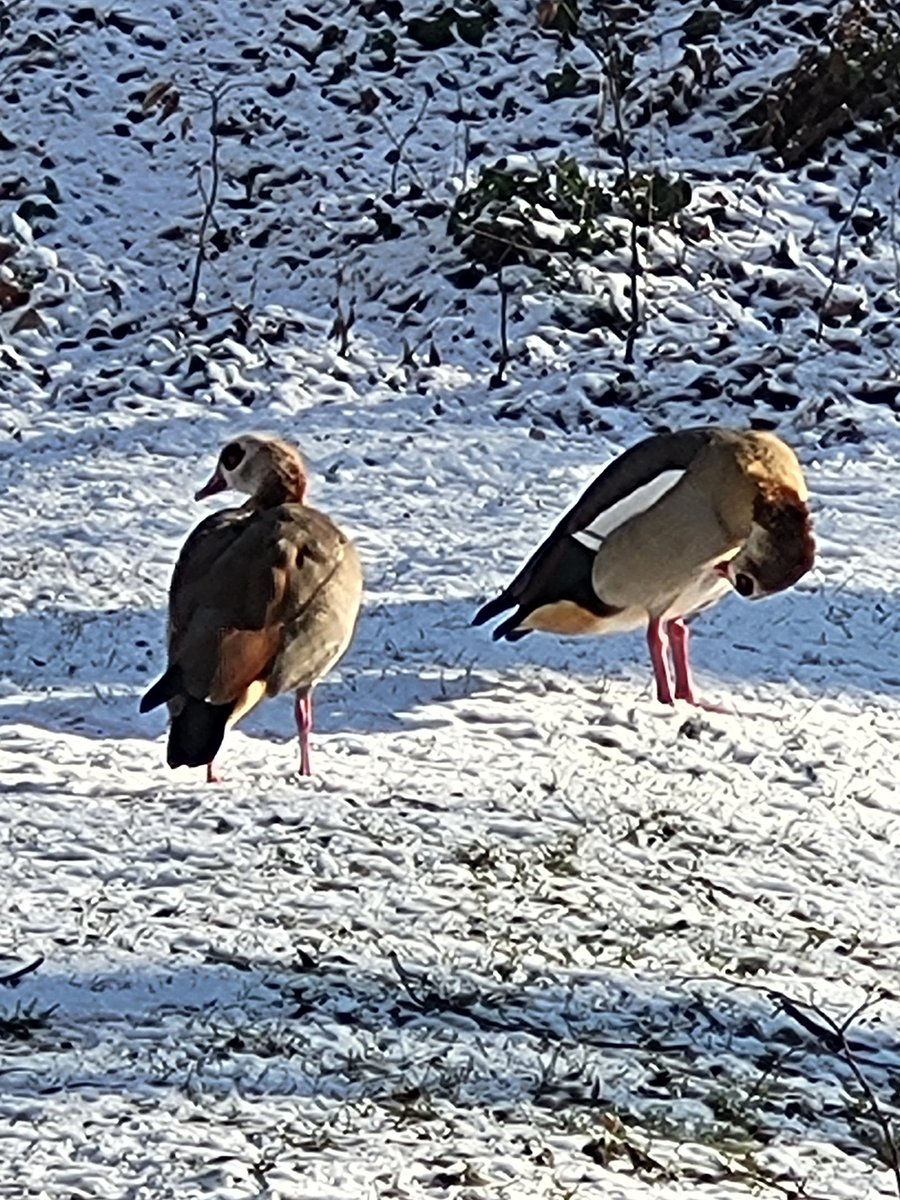 SteffiVoges's tweet photo. #nilgäns in #goslar #meingoslar #teiche #winter #tiere #stadt #gänse https://t.co/5gTaNzCDwD