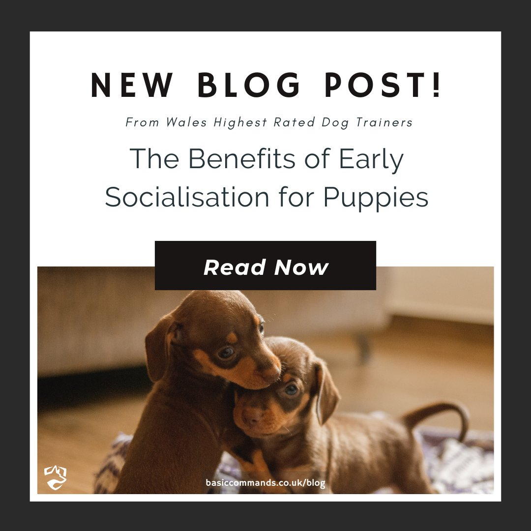 BasicCommands's tweet image. 🐕 The Benefits of Early Socialisation for Puppies 🐕
Socialisation is an essential part of a puppy's development. Find out how our dog training can help socialise your puppy & raise a well-adjusted and happy pet!
🔗 loom.ly/YGt4VCY
#puppytraining #puppylove #blog