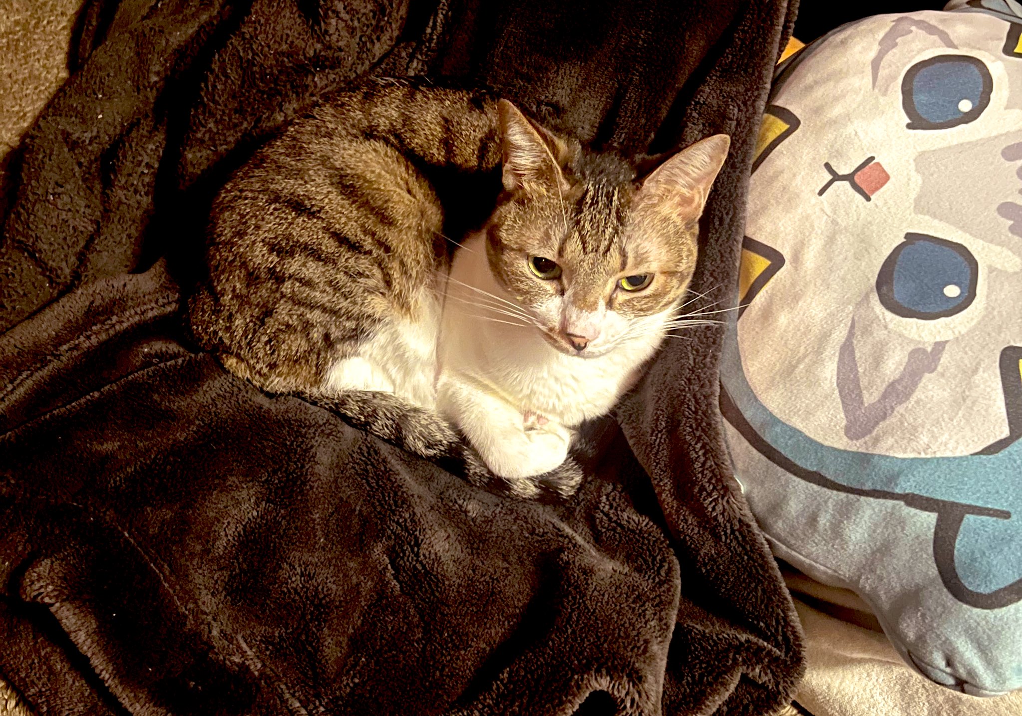 ねこねこ55 ねこねこ55 - Search / X