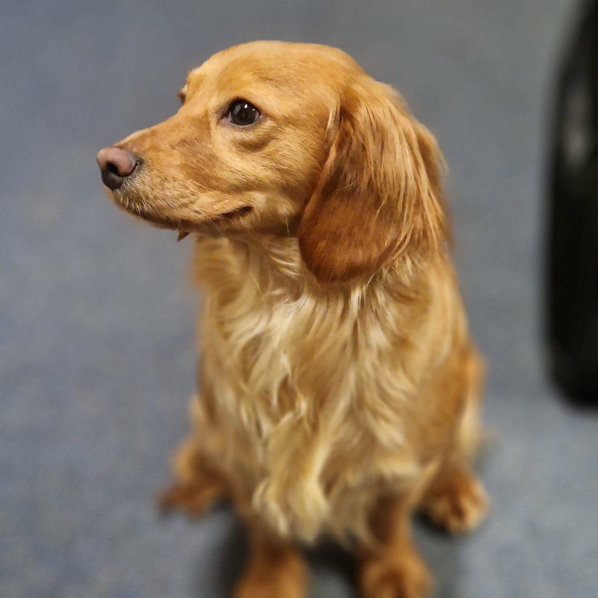 HfdshirePolice's tweet photo. We are trying to locate the owner of this beautiful dog that has been found South of Hereford. If you've lost your dog or know who the owner may be. Please get in touch. https://t.co/Pr6rP0Rgcq