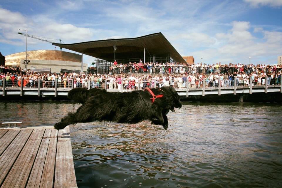 NewfoundFriends's tweet photo. Darcy takes off from the pontoon at Cardiff Bay Festival in front of the huge crowds. https://t.co/ySUMhRZBSl