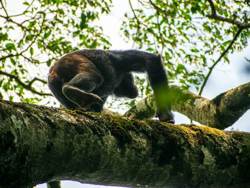ToursRoots's tweet photo. #Uganda has a mix of biodiversity in the different ecosystems, woodland, Savanna, and Forest. Encounter the big 5, primates, and other life. Our journeys through the pearl give you the best of it. 

Look out for our #wildlifejourneys through the pearl of Africa 🌍.
#Safaris https://t.co/ysyNbr4SZP
