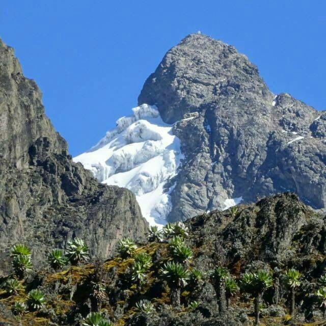 The scenic view of the greatest mountain in the Pearl of Africa. Hiking the Rwenzori Mountains remains a mystical challenge where you get chance to see everlasting flowers & the Rwenzori Turaco among other treasures. @mkainerugaba @JKanyomozi @CanaryMugume @MKatungi @ntvuganda