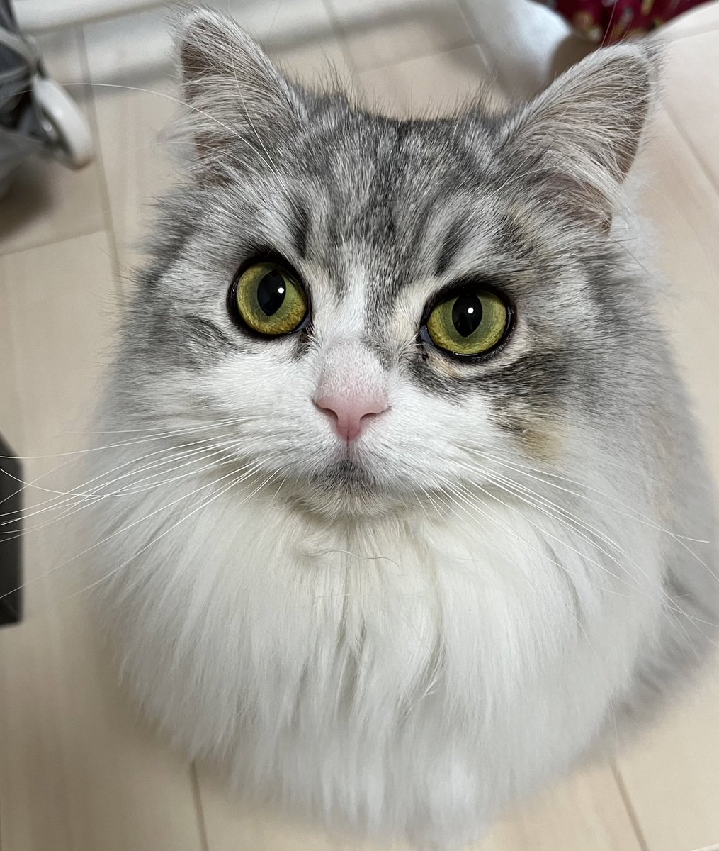 とても寒いね❄️
みんな！あたちみたいに、たくさん着込むんだよ🐾ﾓｺﾓｺ