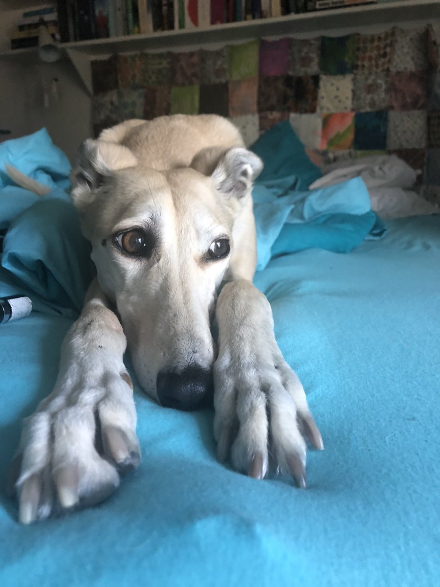 OrlaDukes's tweet photo. Happy 11th Gotcha Day to the inscrutable Flee, the exquisito Fleezer Japaneezer of the Malteser eyes. The sweetest and gentlest, the goofiest and zoomiest, still chasing her favourite squeaky pig like a pup, despite her grand old age. Another year at the heart of my world 🤍 https://t.co/hipRD1BF0q