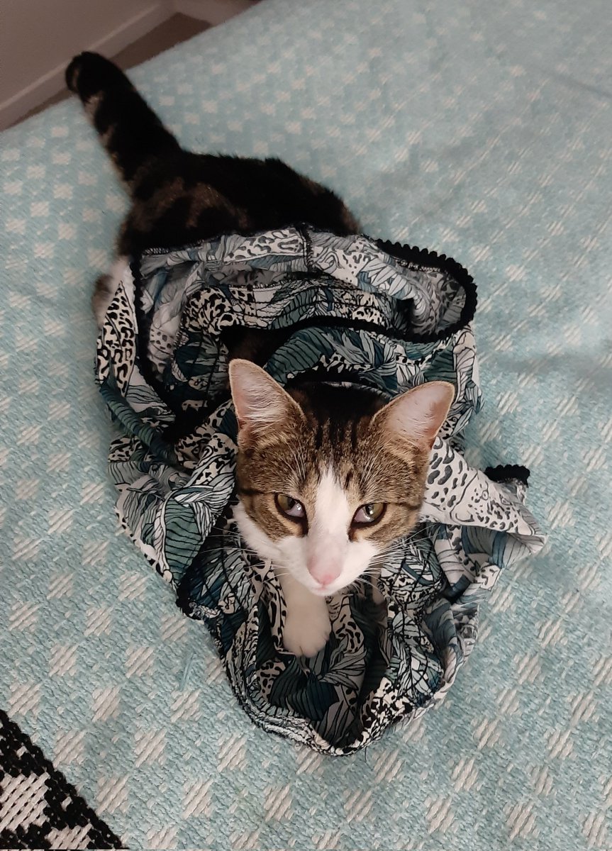 GuerillaGrrl's tweet photo. Getting ready for bed and my sweet girl has my pyjamas on 😂 https://t.co/o0Zi0fOmgD