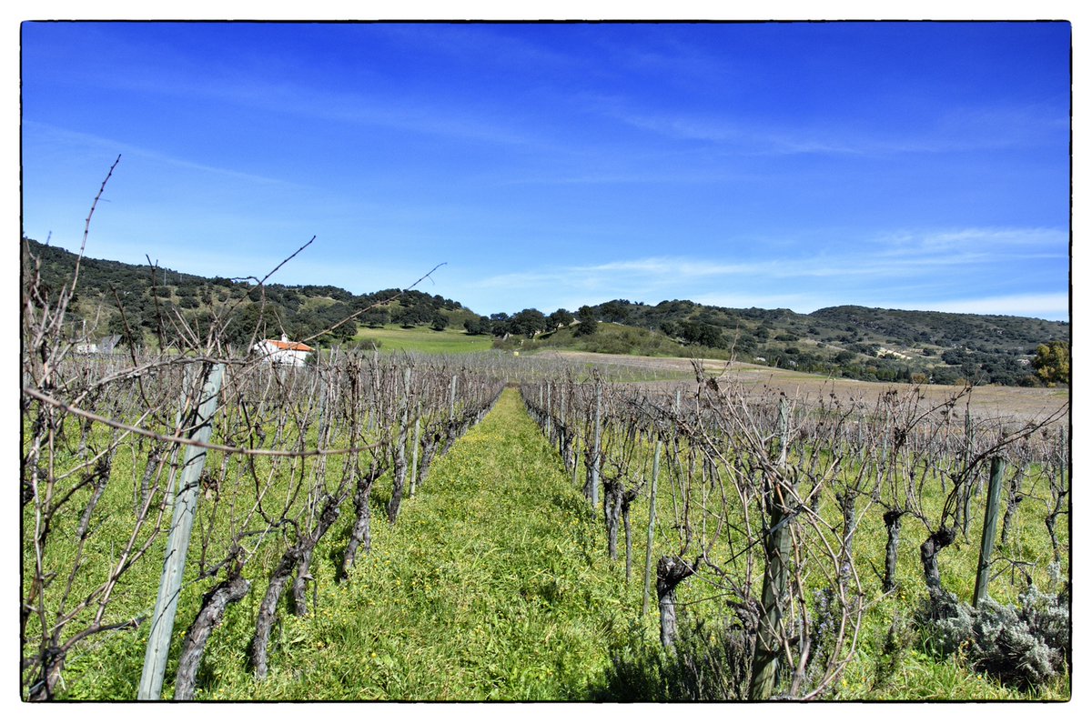 Vinos Naturales tweet media