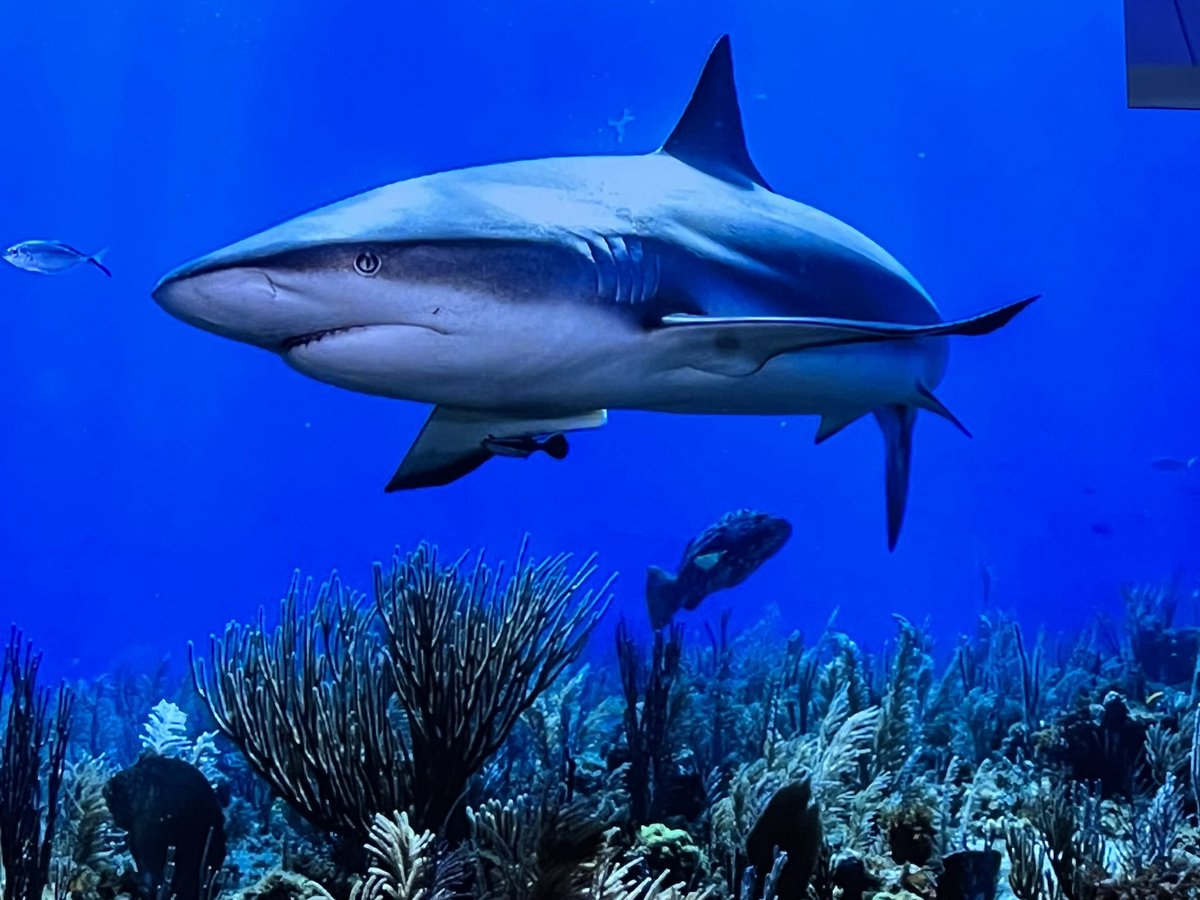 AnnaVanDensky's tweet photo. #BanFinNow for ethical and moral reason to preserve nature. Livelihood is a false argument: there will be no sharks in 20 year from now if fishing continues. Welfare should be recognised for public good: Chairmanship @MetzTilly @AWintergroup @Europarl_EN https://t.co/UFhN0FurdG