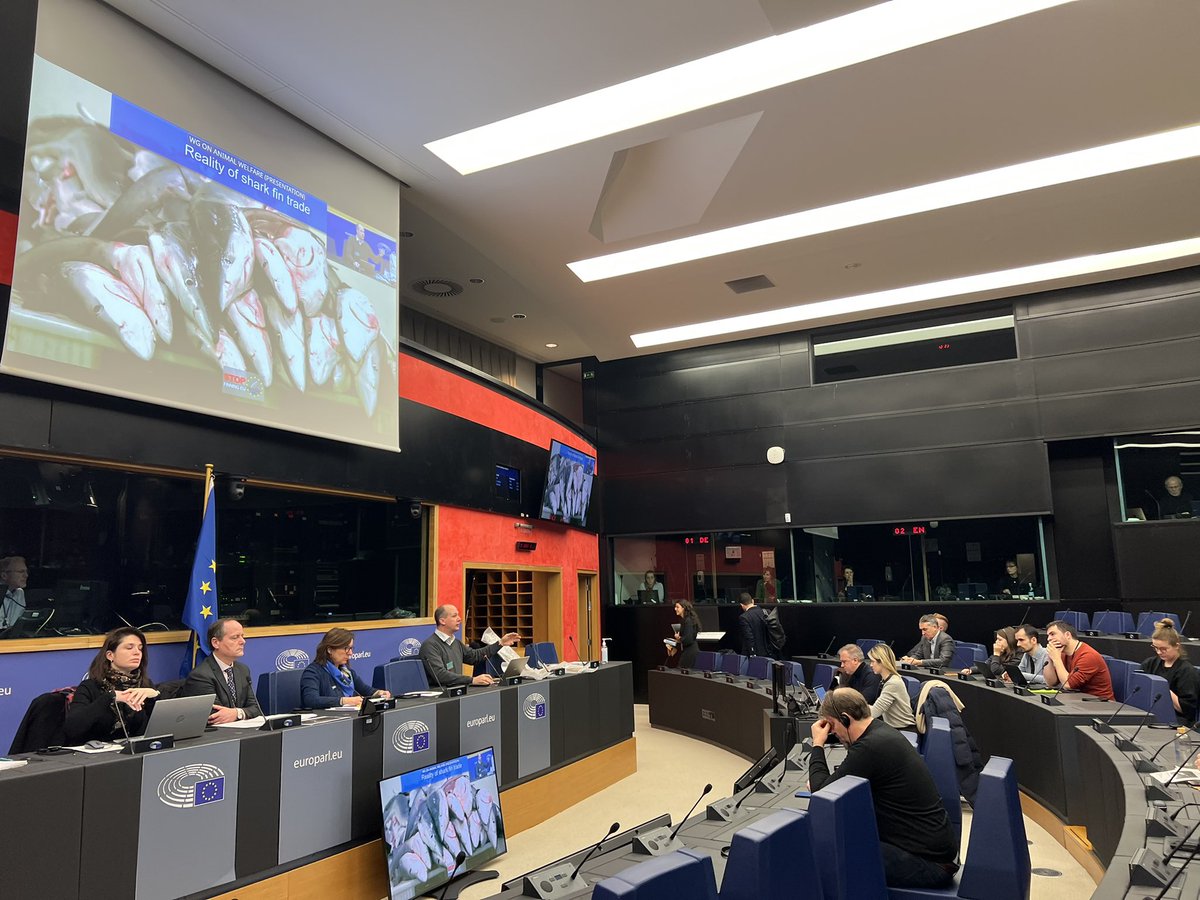 AnnaVanDensky's tweet photo. #BanFinNow for ethical and moral reason to preserve nature. Livelihood is a false argument: there will be no sharks in 20 year from now if fishing continues. Welfare should be recognised for public good: Chairmanship @MetzTilly @AWintergroup @Europarl_EN https://t.co/UFhN0FurdG