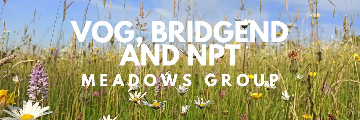 NptWildlife's tweet photo. To Seed or not to Seed? That is the question! Join the VOG, NPT and Bridgend Meadows group for an online meeting to discuss when seeding is required (or not) with @CelticWildflow1 and for case studies of stunning SSSI meadows with @NatResWales.
15/2/23 6pm
https://t.co/pFi0VtCqbK https://t.co/73L8WQMpqu