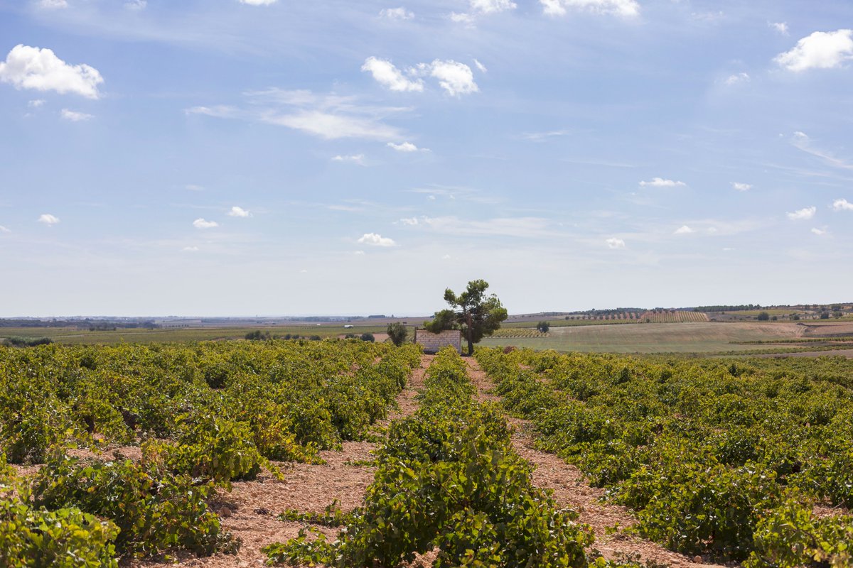 Vinos Naturales tweet media