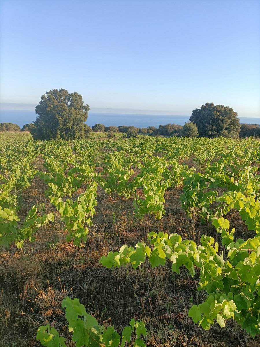 Vinos Naturales tweet media