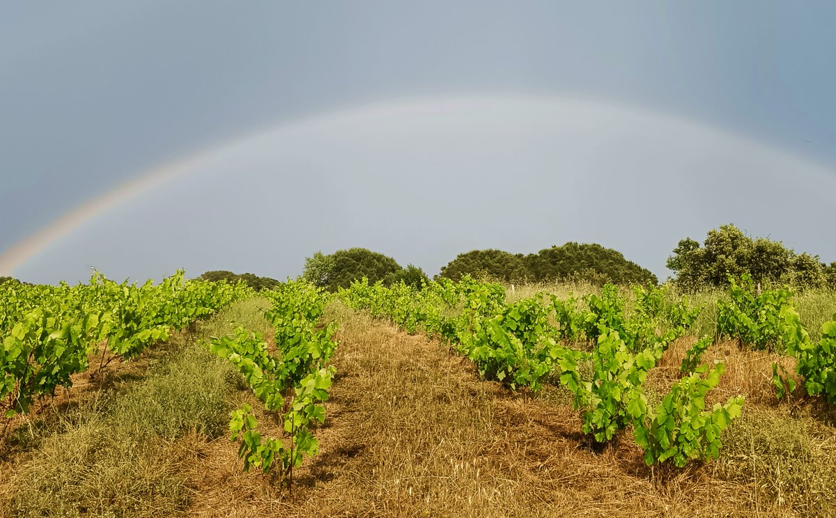 Vinos Naturales tweet media