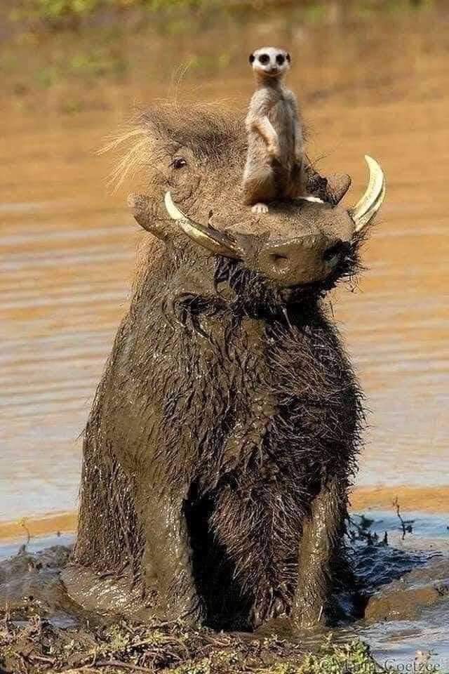 ❃❃❃ GORGEOUS 🥰💗😍
#nature #wildlifephotography #wildlife