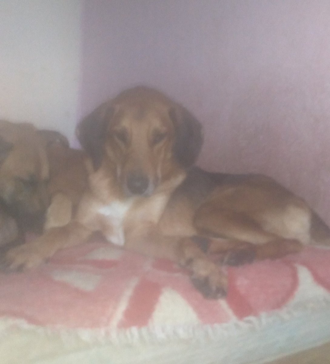 Wborgesprotecao's tweet image. Oi, sou o Costelinha. 
Fui resgatado na beira da BR 040.
Estou na casa a mais de 2 anos.
Ajudem Costelinha e os outros 76 aumiguinhos. 
Doe pra Lar Dog Lar bq, casa dos 77 CÃEZINHOS 
Pix CPF 077.469.026-77 C6 BANK WALISSON