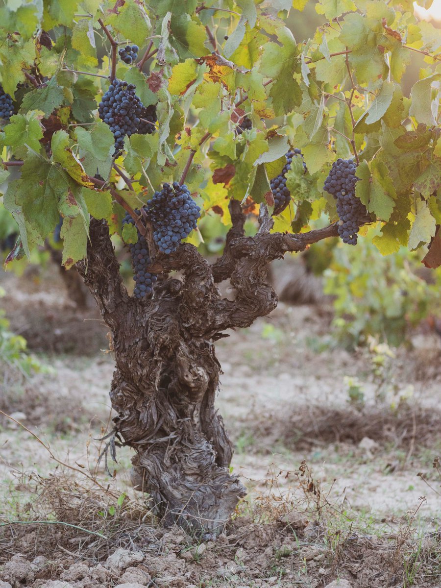 Vinos Naturales tweet media