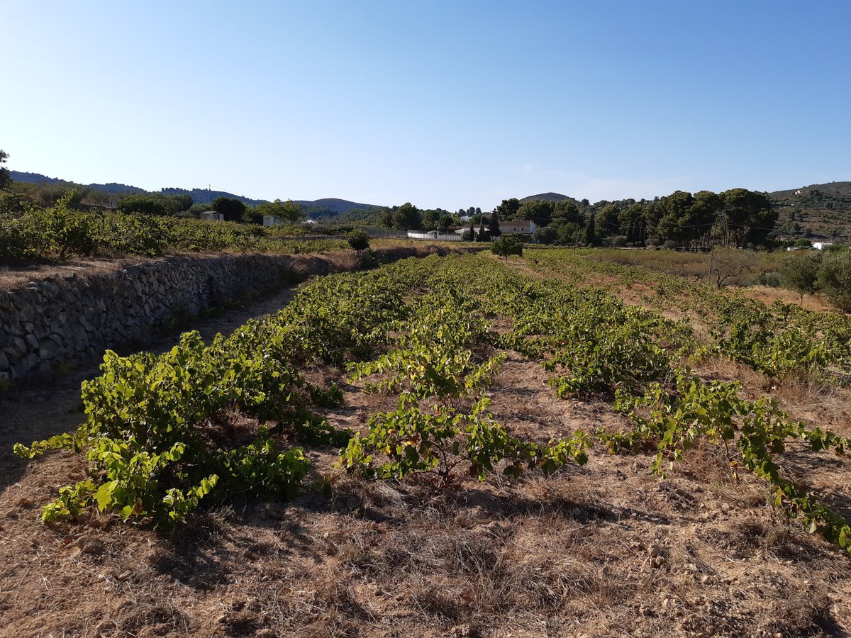 Vinos Naturales tweet media