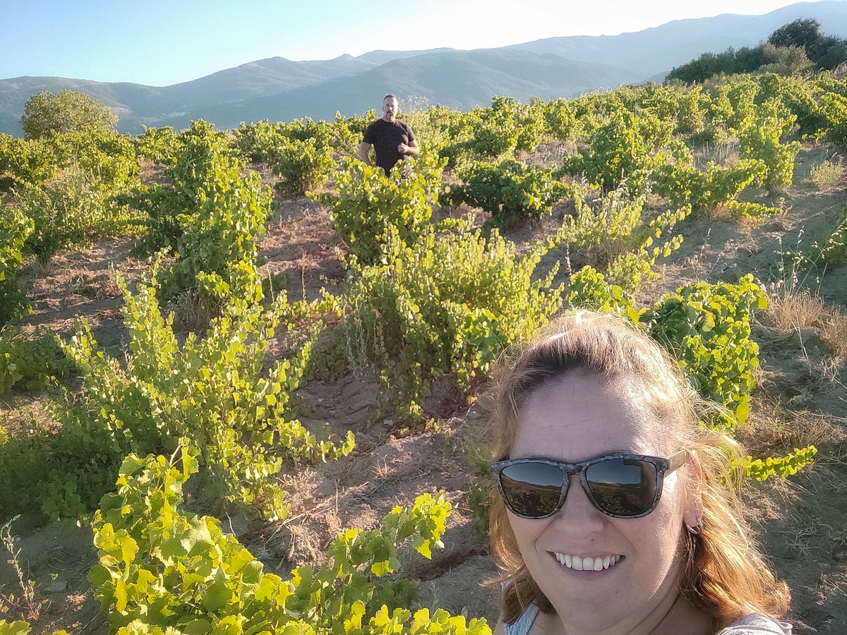 Vinos Naturales tweet media