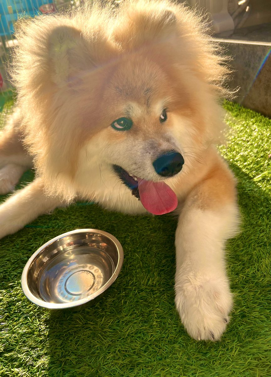 人間はずっとポンコツでしたが
犬は今日もかわいかったです https://t.co/PIFYX5nMqQ 