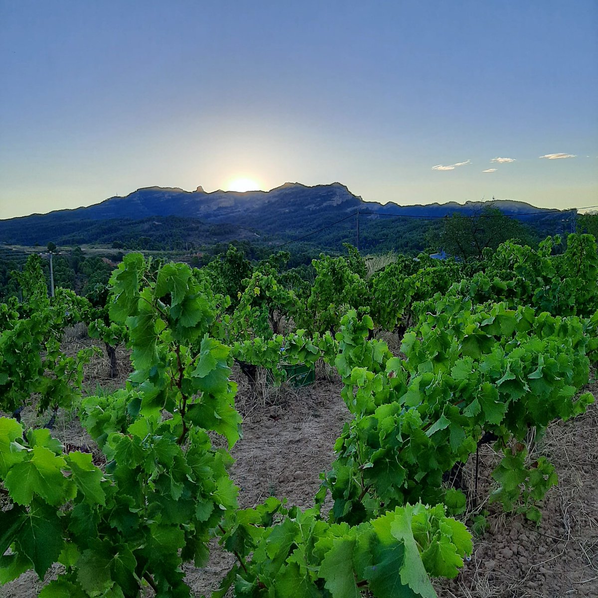 Vinos Naturales tweet media