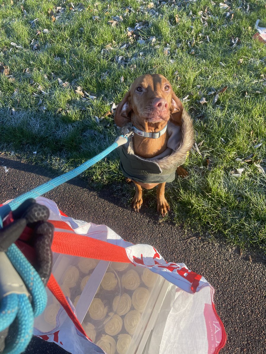 Cupcakes and a canine en route to the picket line #rcnstrike #safestaffing #fairpay