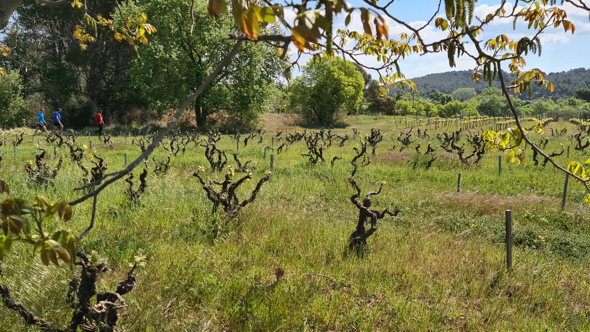 Vinos Naturales tweet media