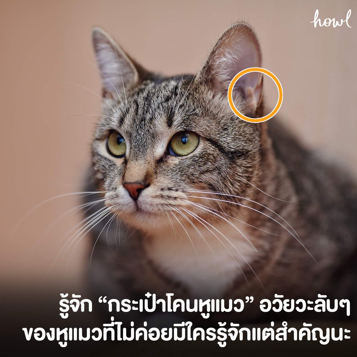 howlpublishing's tweet photo. อวัยวะลับตรงบริเวณโคนหูของแมว ลักษณะเป็นร่องเล็กๆ คล้ายกระเป๋านี้เรียกว่า Henry’s Pocket โดยยังไม่มีชื่อไทยอย่างเป็นทางการ แต่มักถูกเรียกกันว่า “กระเป๋าโคนหูแมว” หน้าที่ของกระเป๋าโคนหูแมวก็ไม่แน่ชัด แต่หลายคนเชื่อว่ามีหน้าที่ปรับคลื่นเสียงที่แมวได้ยินให้มีความถี่สูงขึ้น (1) https://t.co/jJblKX1T8X