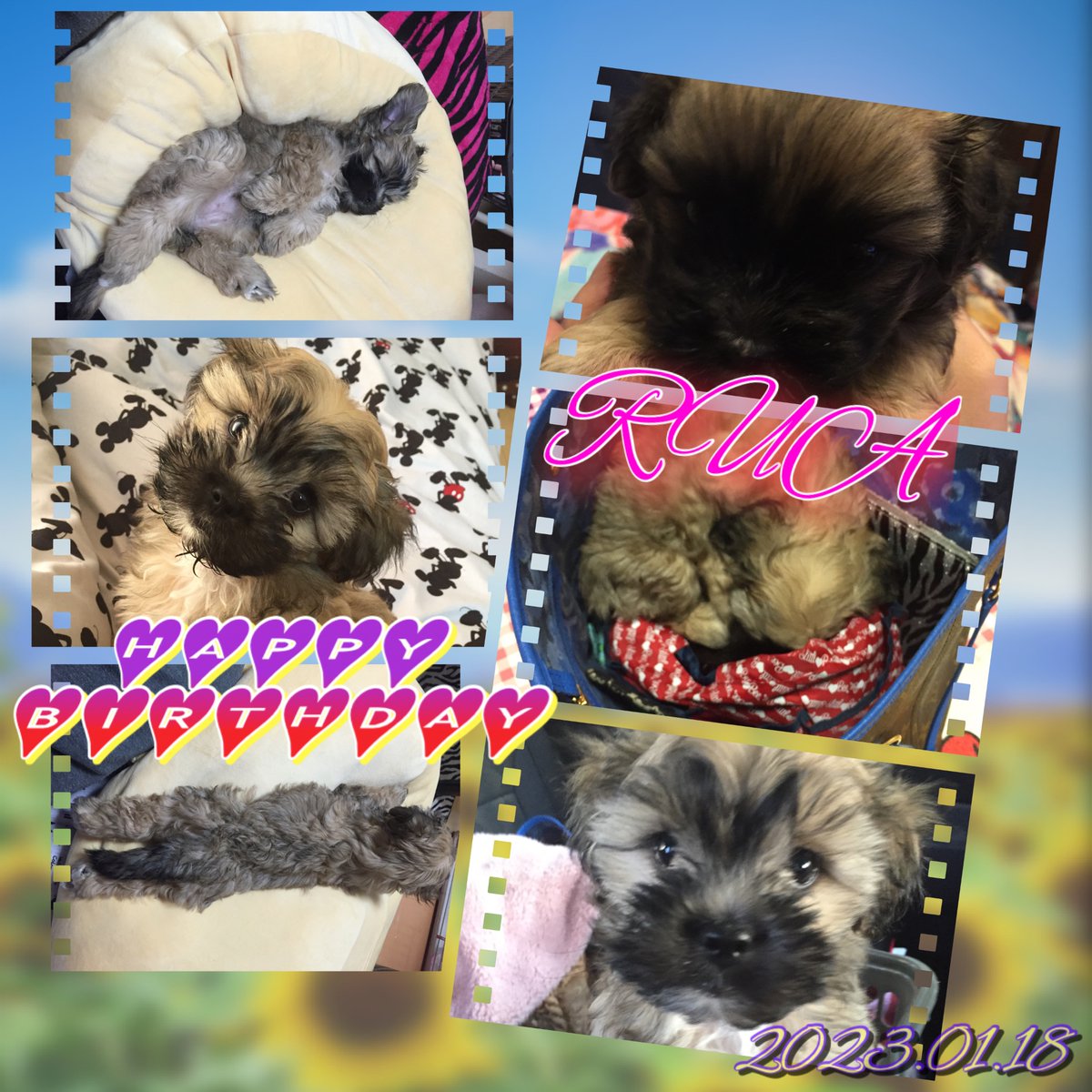 SOR_118R's tweet photo. 昨日ゎるーさんbirthday♡♡

やんちゃだけど可愛くて
いつも癒されてます( ꈍᴗꈍ) https://t.co/m41au6iZeP